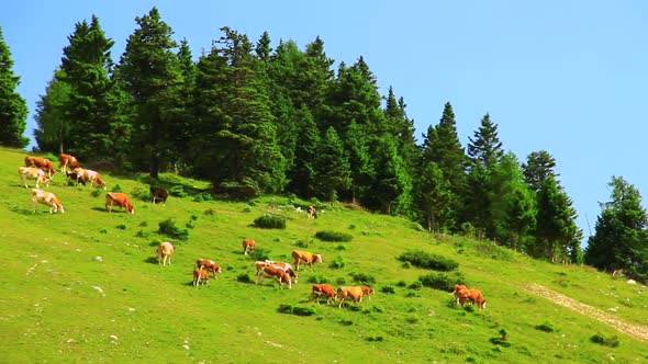 Cows on the Pasture on the Mountains