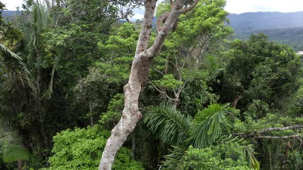 A large ant nest that has been build high up in the tree crown of a tall tree alt