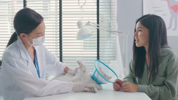 Asian veterinarian sit on table, work to examine cat during appointment in veterinary pet hospital. alt