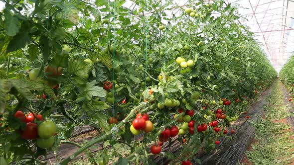 Tomato Plants In A Greenhouse