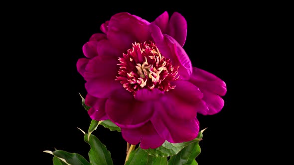 Timelapse of Beautiful Pink Burgundy Peony Flower Blooming on Black Background alt