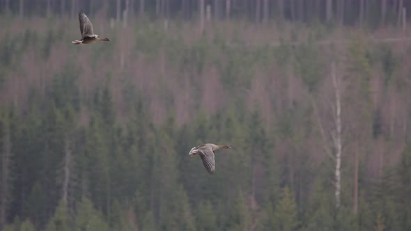 Two grey geese flying above a forest in Sweden, slow motion scenic shot alt