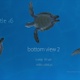 Sea Turtle 6 - VideoHive Item for Sale