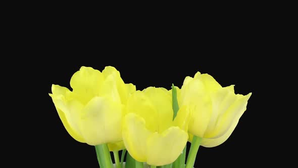 Time-lapse of growing and opening yellow tulip bouquet alt