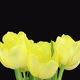 Time-lapse of growing and opening yellow tulip bouquet - VideoHive Item for Sale