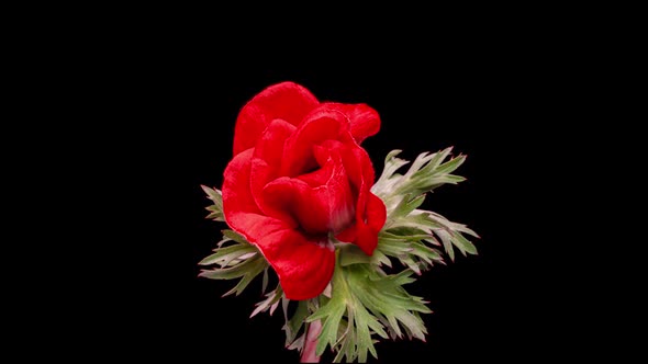 Beautiful Red Anemone Flower Blooming on Black Background Closeup alt
