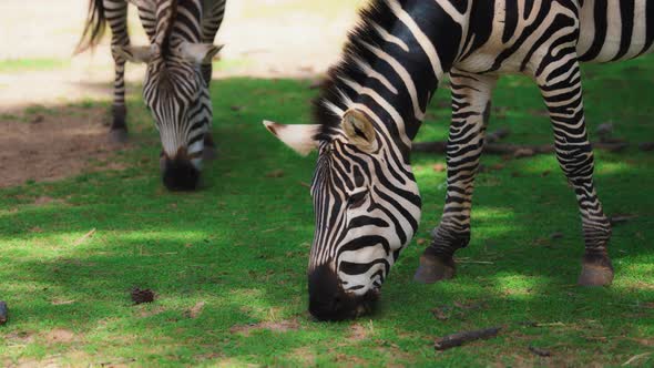 Close up of herd of zebras eating grass