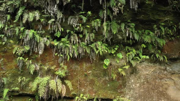 Flying backwards to show more of a cliff covered in ferns and moss alt