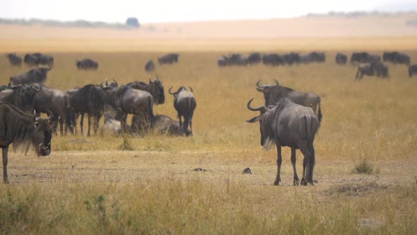 Wildebeests with young calf alt