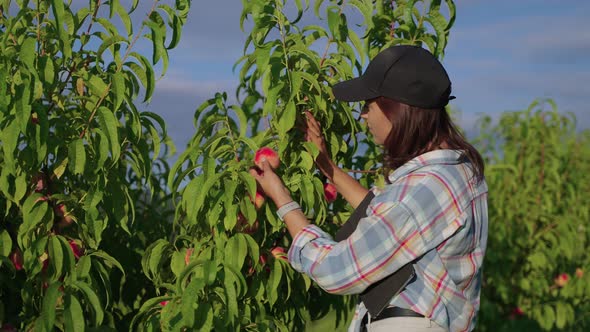 Young Woman is Viewing and Smelling Fresh Ripe Peach in Garden alt
