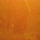 Horse Grazing at Sunset - VideoHive Item for Sale