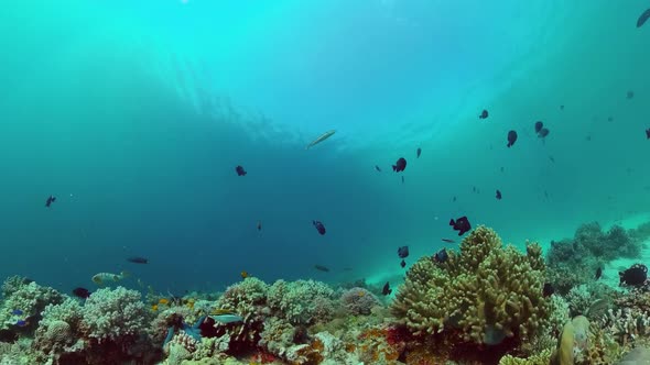 Coral Reef and Tropical Fish Underwater. Panglao, Philippines. alt