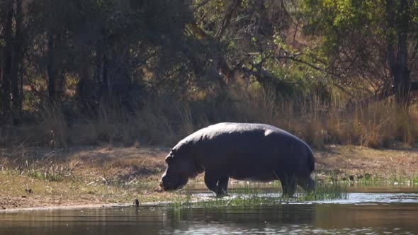 Footage of a big adult hippo in a natural lake in a national park in south africa alt