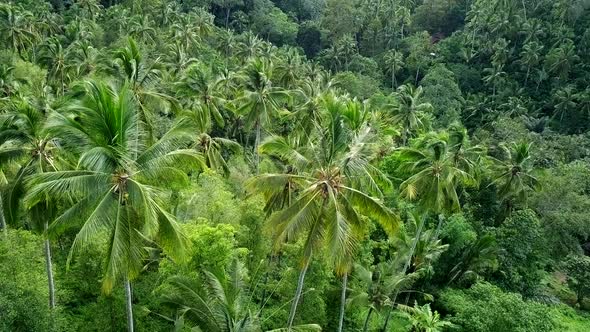 Aerial Shot of Dense Jungle on Tropical Island, Stock Footage | VideoHive