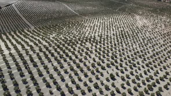 Aerial drone view of olive trees plantation in Spain. Vast fields planted with olive trees