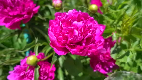 Close-up of a Beautiful Blooming Peony in the Sun, Slow Motion alt