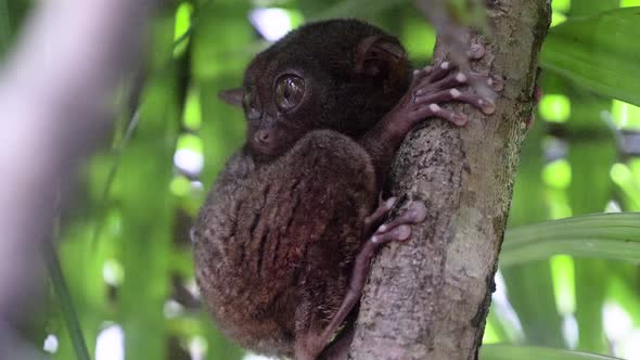 Slow motion close-up shot of tarsier clinging to a tree and turning its head to look directly at cam alt