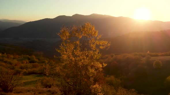 Drone Spin Around Tree Covered in Golden Leaves at Sunset