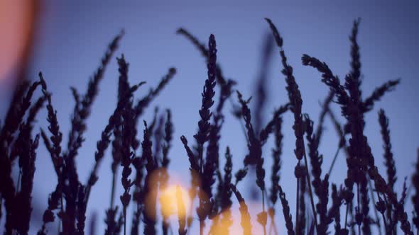 Lavender Silhouette on Deep Violet Background with Blured Bokeh Light on Foreground