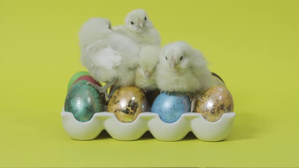 Crazy Little Chicks Sitting on Colorful Easter Eggs in Tray. Yellow Background alt