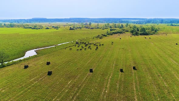 Drone Fly above Large Group of Cows and Sheeps Grazing in a Field. alt