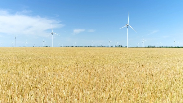 Group of windmills for electric power production in the yellow field of wheat, Aerial view