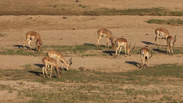 Impala Antelopes Grazing alt