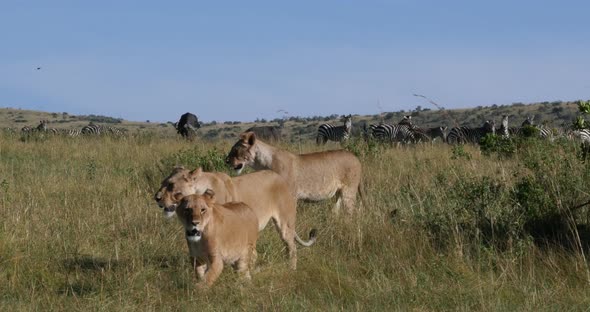 African Lion, panthera leo, Female hunting, Herd of Burchell Zebras, Tsavo Park in Kenya alt