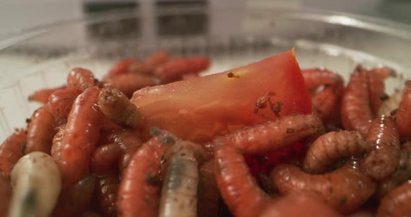 Worms Loosening Up Soil alt