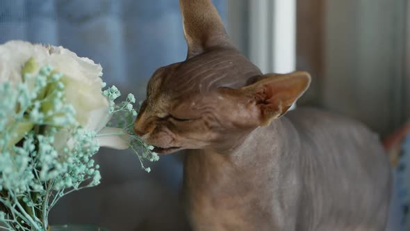 Close Up Portrait of a Cat alt