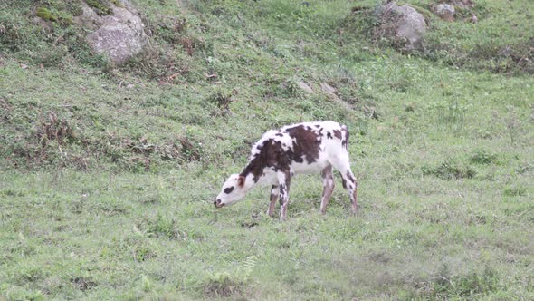 Calf eating grass in the field in Colombia.