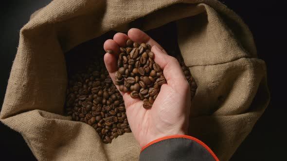 Human takes a coffee beans from a sac by hand and look it