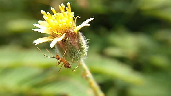 A red ant walks on wildflower alt