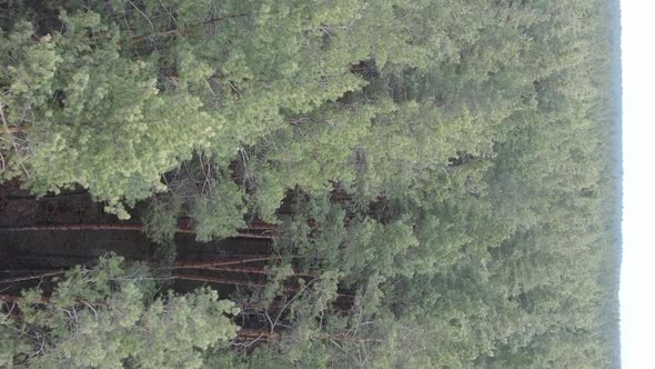 Vertical Video of Trees in a Pine Forest Slow Motion alt