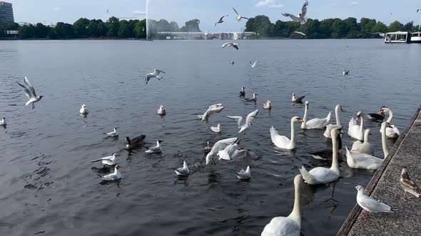 Swans And Birds On The Embankment