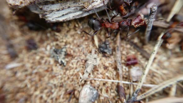 Big Red Ants in an Anthill in a Pine Forest