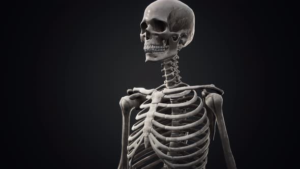 Full Human Skeleton Standing alt