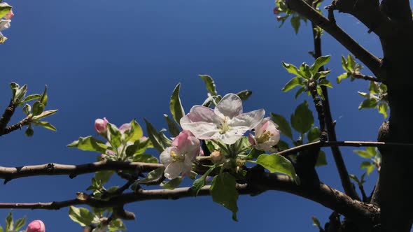 Decidious peach fruit tree branches close-up slow-mo 1920X1080 HD footage - Slow motion  Prunus pers alt