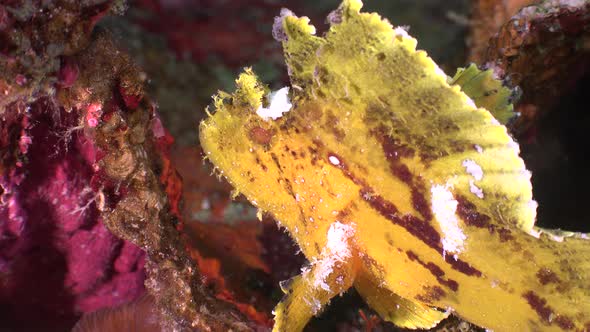 Yellow leaf scorpionfish (Taenianotus triacanthus) profile view sitting on coral reef alt