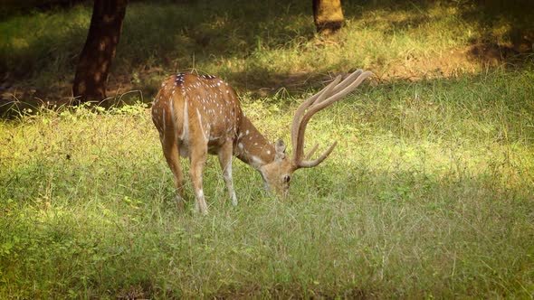 Chital or Cheetal, Also Known As Spotted Deer, Chital Deer, and Axis Deer alt