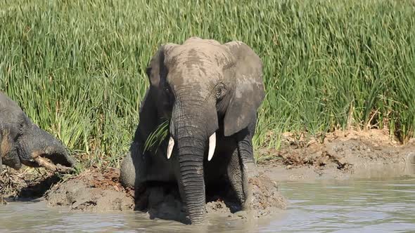 African Elephant In Mud alt