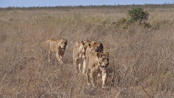 African Lion, panthera leo, Group walking through Savannah, Nairobi Park in Kenya, Slow motion alt
