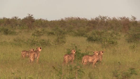A family of cheetah stalking an impala antelope in the open savannah of Africa. Acinonyx jubatusCa alt