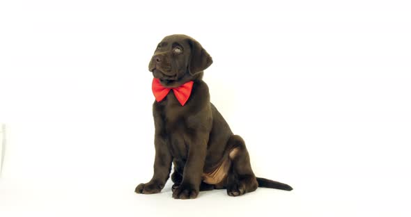 Brown Labrador Retriever, Puppy wearing a Bow Tie on White Background, Normandy, Slow Motion 4K alt