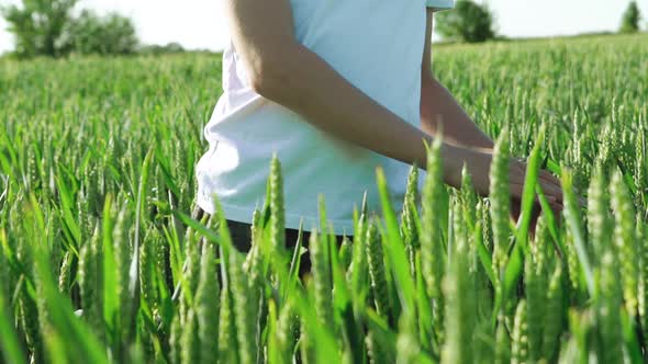 Curious boy touching green wheat flakes on the agriculture field. alt
