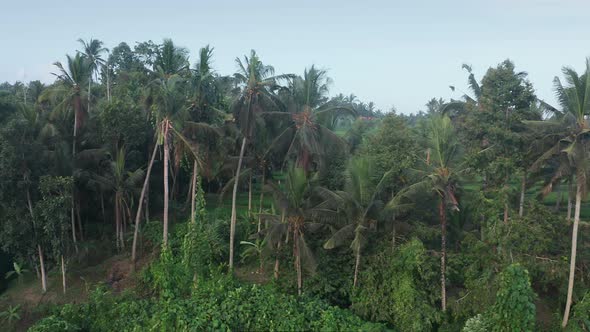 Panoramic Aerial Flight From Right to Left with a View of the Tropical Jungle with Coconut Palms