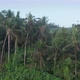Panoramic Aerial Flight From Right to Left with a View of the Tropical Jungle with Coconut Palms - VideoHive Item for Sale