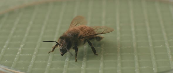 a bee inspecting the surface
