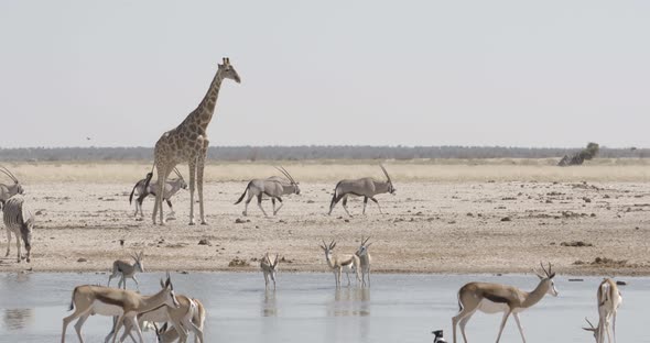 Giraffe Overlooking a Waterhole