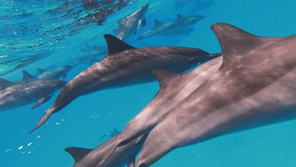 A Shoal of Free Dolphins Playing with a Free Diver in the Red Sea